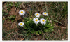 Piazza Brembana fotografie fioriture di primavera.