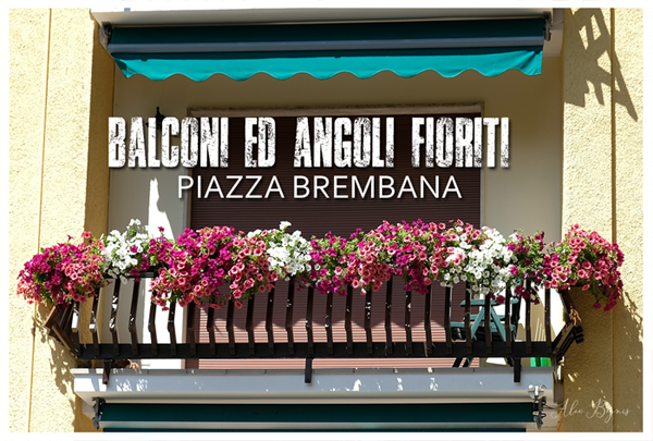 PIAZZA BREMBANA Balconi Giardini ed Angoli fioriti.