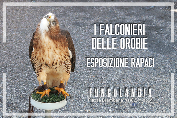 Piazza Brembana Fungolandia. I FALCONIERI DELLE OROBIE. Esposizione Rapaci.