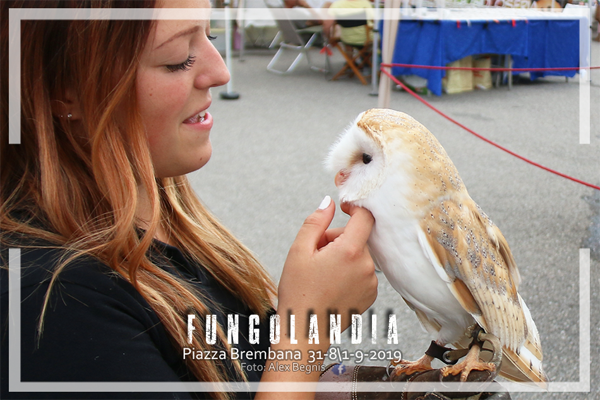 Piazza Brembana Fungolandia. I FALCONIERI DELLE OROBIE. Esposizione Rapaci.