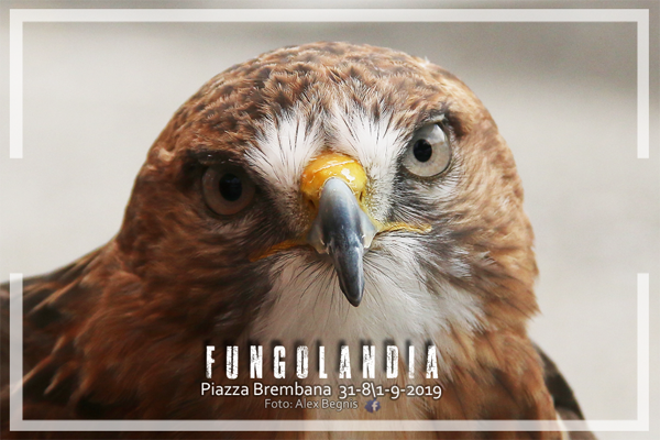 Piazza Brembana Fungolandia. I FALCONIERI DELLE OROBIE. Esposizione Rapaci.