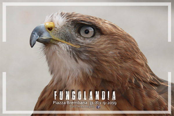 Piazza Brembana Fungolandia. I FALCONIERI DELLE OROBIE. Esposizione Rapaci.