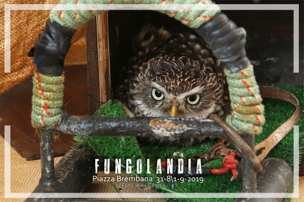 Piazza Brembana Fungolandia. I FALCONIERI DELLE OROBIE. Esposizione Rapaci.