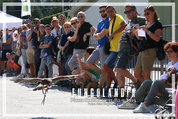 Piazza Brembana Fungolandia. I FALCONIERI DELLE OROBIE. Esposizione Rapaci.