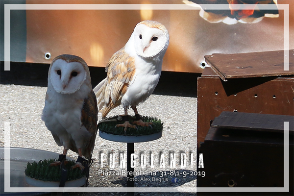 Piazza Brembana Fungolandia. I FALCONIERI DELLE OROBIE. Esposizione Rapaci.